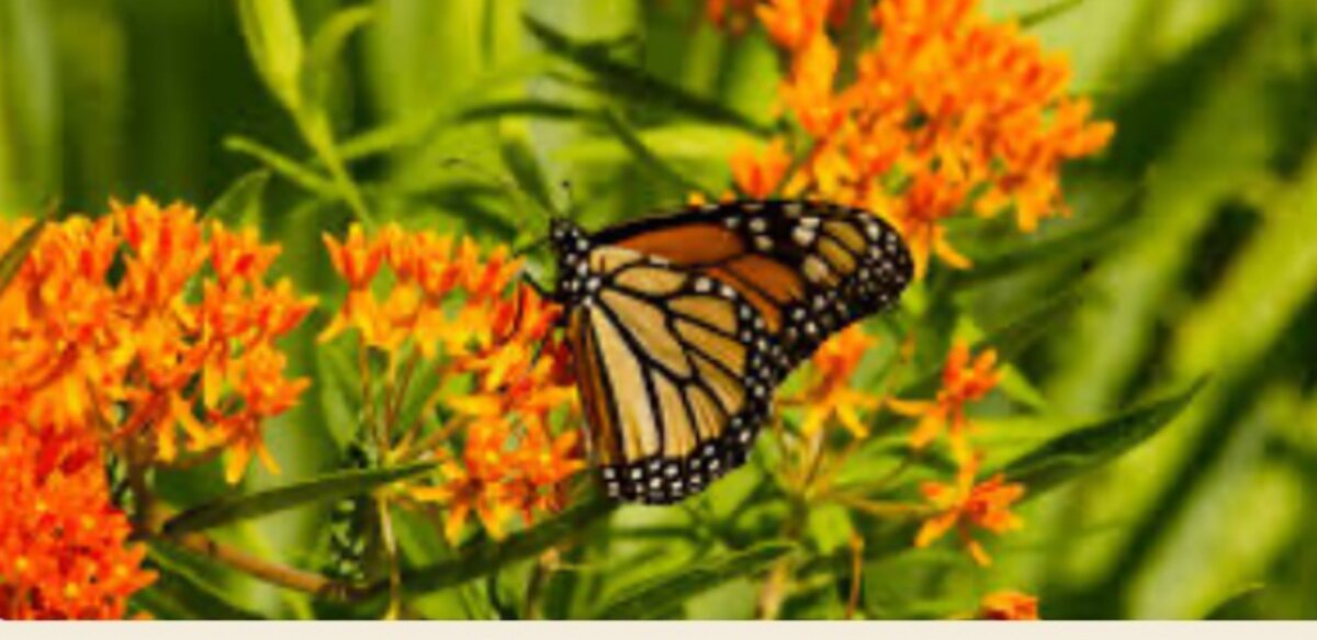 A single butterfly